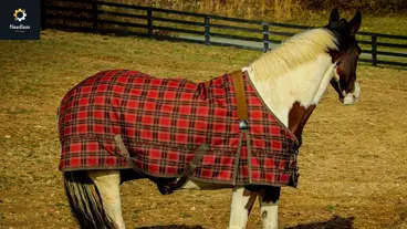 How to measure a horse for a blanket